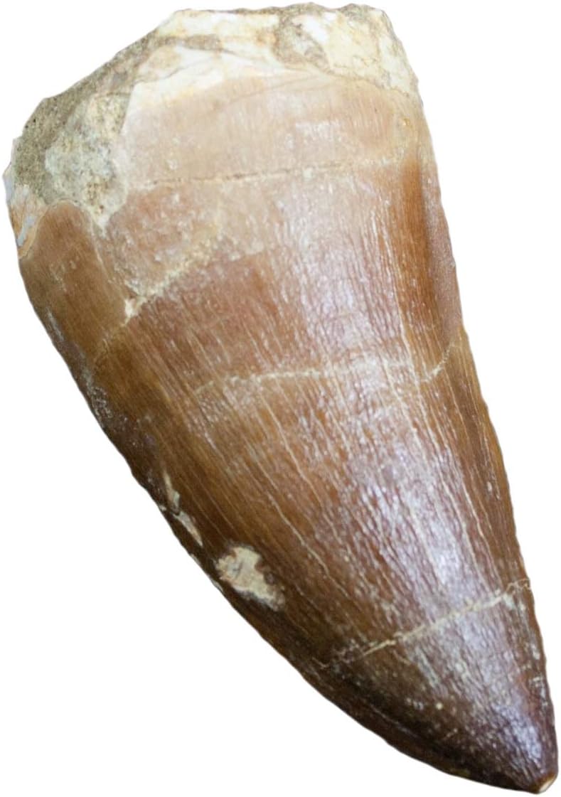 Real Fossil Mosasaur Tooth - Creataceous Period (65 Million Years+)