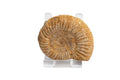 Genuine Madagascan Ammonite