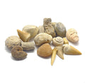 Fossil Collection With Fossil Shark Teeth
